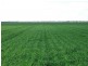 10 Dolgelly Bore Rd, Goondiwindi QLD 4390