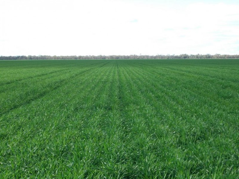 10 Dolgelly Bore Rd, Goondiwindi QLD 4390