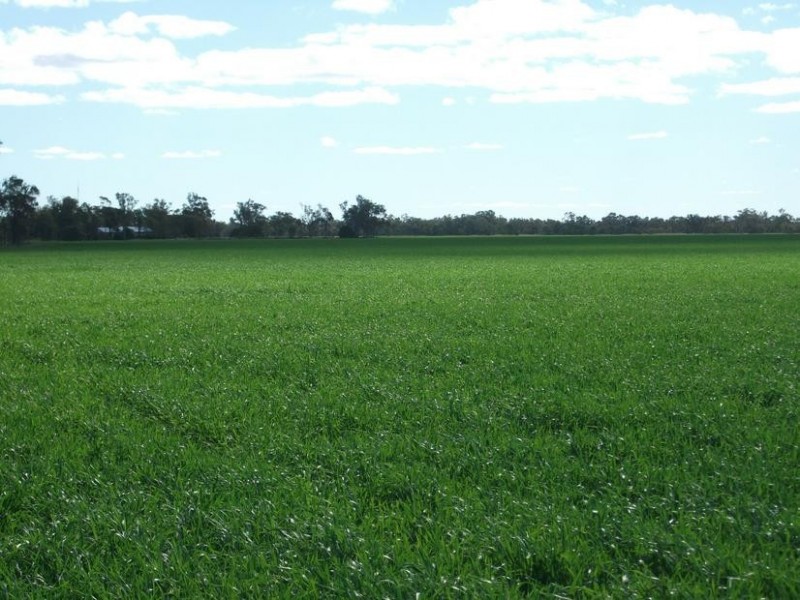 10 Dolgelly Bore Rd, Goondiwindi QLD 4390