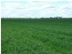 10 Dolgelly Bore Rd, Goondiwindi QLD 4390