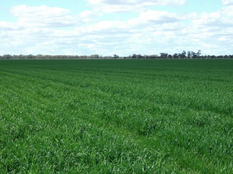 10 Dolgelly Bore Rd, Goondiwindi QLD 4390