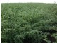 10 Dolgelly Bore Rd, Goondiwindi QLD 4390