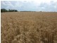 10 Dolgelly Bore Rd, Goondiwindi QLD 4390