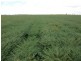 10 Dolgelly Bore Rd, Goondiwindi QLD 4390