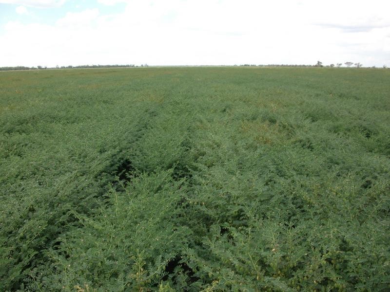10 Dolgelly Bore Rd, Goondiwindi QLD 4390