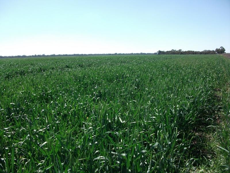 10 Dolgelly Bore Rd, Goondiwindi QLD 4390