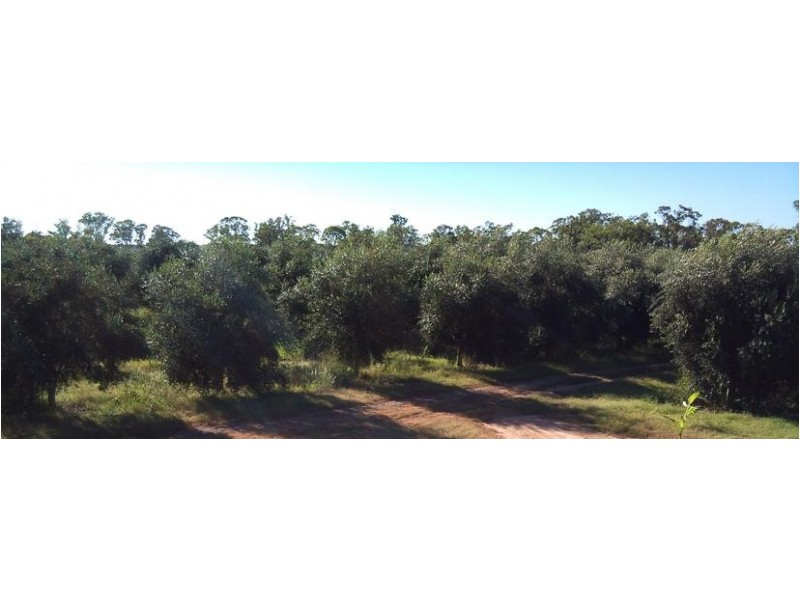 10 Tobacco Rd, Inglewood QLD 4387