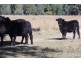15569 Bruxner Hwy, Yetman NSW 2410