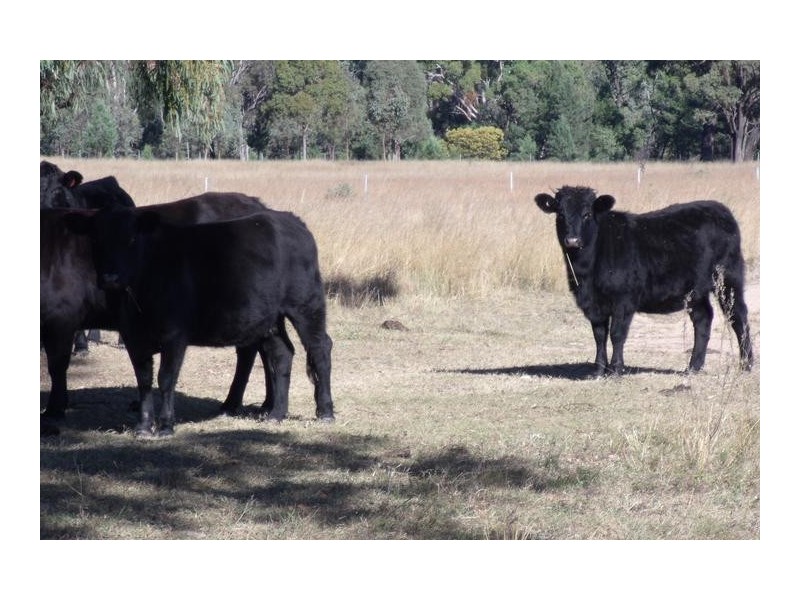 15569 Bruxner Hwy, Yetman NSW 2410