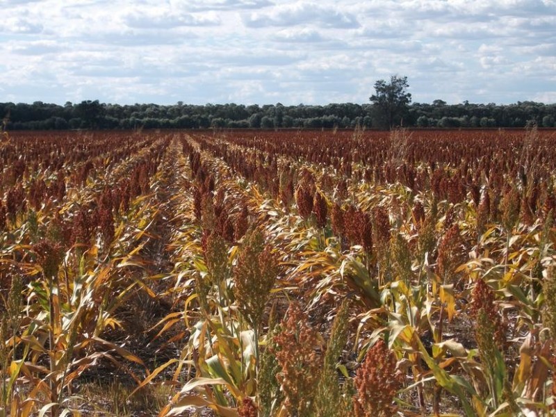 1 Yelarbon – Kurumbul Rd, Goondiwindi QLD 4390