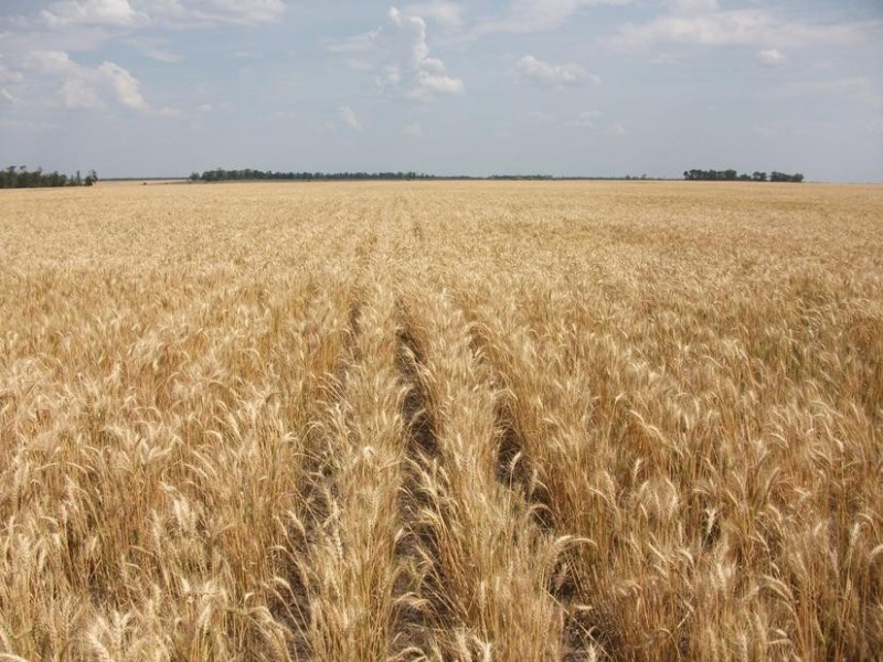 Billa Billa QLD 4390