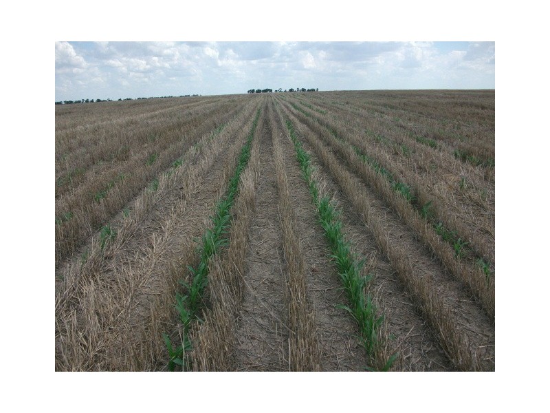 Billa Billa QLD 4390