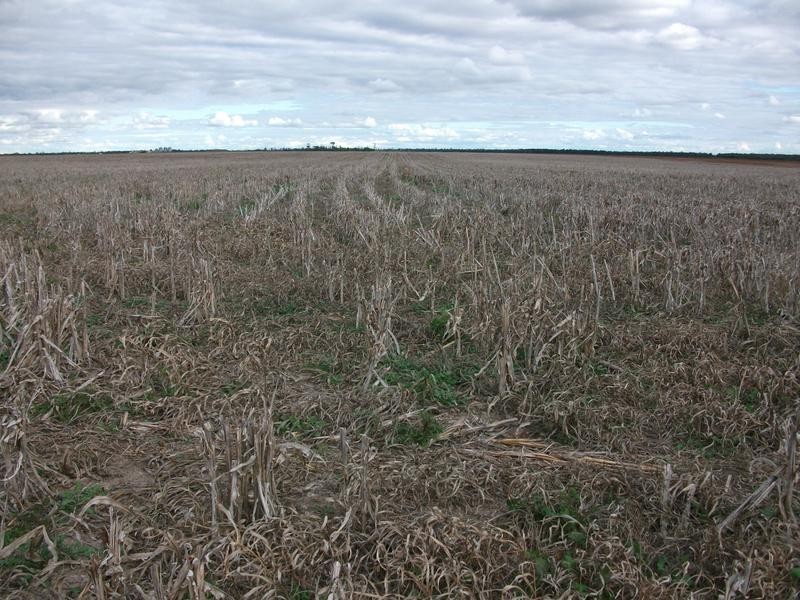 Billa Billa QLD 4390