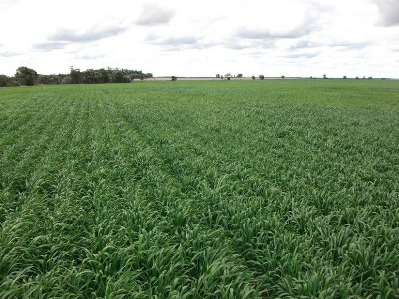 Billa Billa QLD 4390