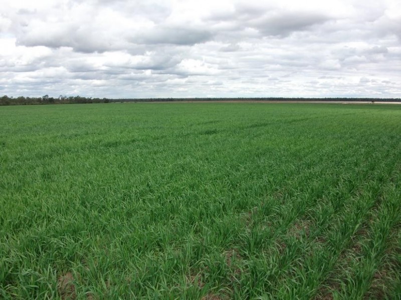 Billa Billa QLD 4390