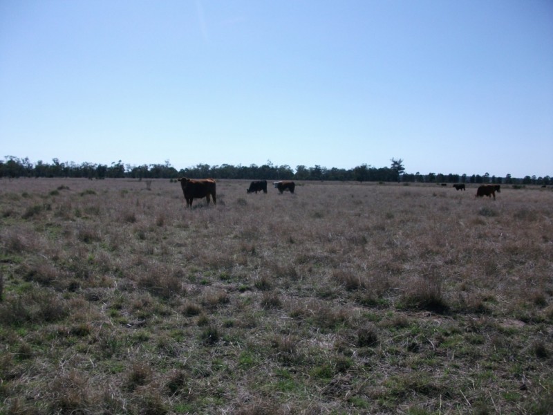 226 Wambianna Rd, Wyaga QLD 4390