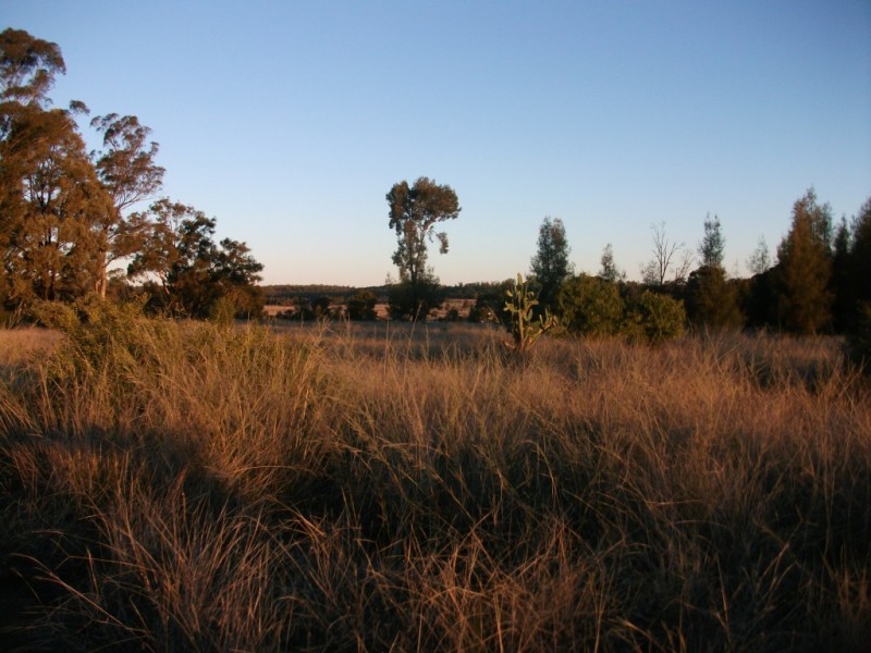 226 Wambianna Rd, Wyaga QLD 4390