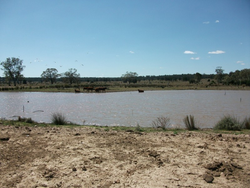 226 Wambianna Rd, Wyaga QLD 4390