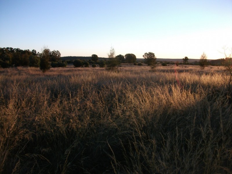 226 Wambianna Rd, Wyaga QLD 4390