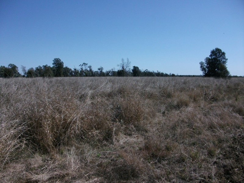 226 Wambianna Rd, Wyaga QLD 4390