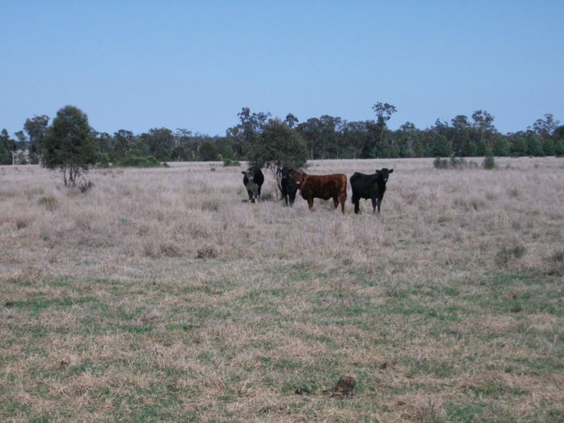 226 Wambianna Rd, Wyaga QLD 4390