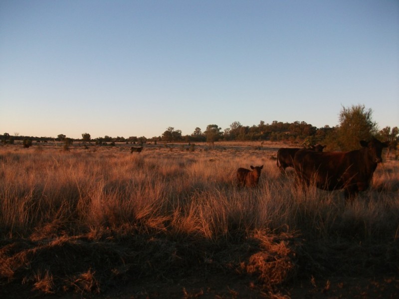 226 Wambianna Rd, Wyaga QLD 4390