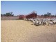 17462 Jakelwar – Goodooga Rd, Hebel QLD 4486