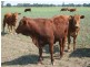 1837 Merton Road, Goondiwindi QLD 4390