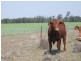 1837 Merton Road, Goondiwindi QLD 4390