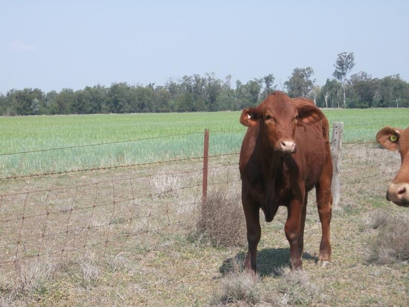 1837 Merton Road, Goondiwindi QLD 4390