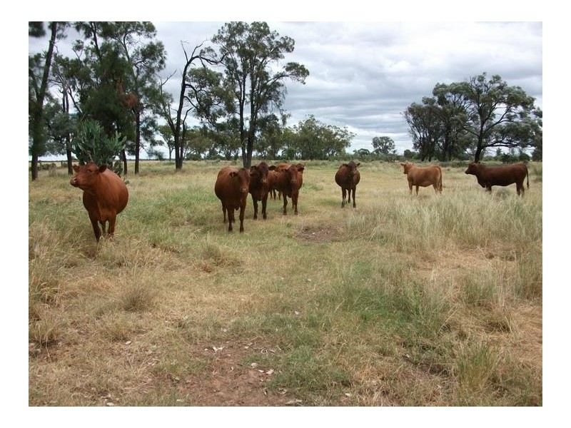 1837 Merton Road, Goondiwindi QLD 4390