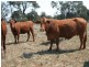1837 Merton Road, Goondiwindi QLD 4390