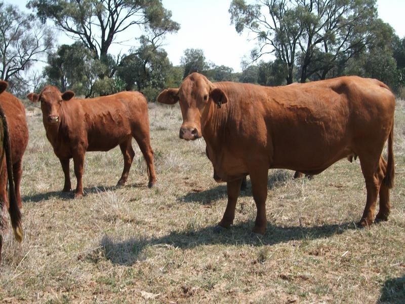 1837 Merton Road, Goondiwindi QLD 4390