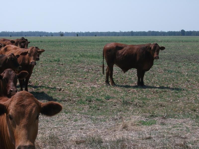 1837 Merton Road, Goondiwindi QLD 4390