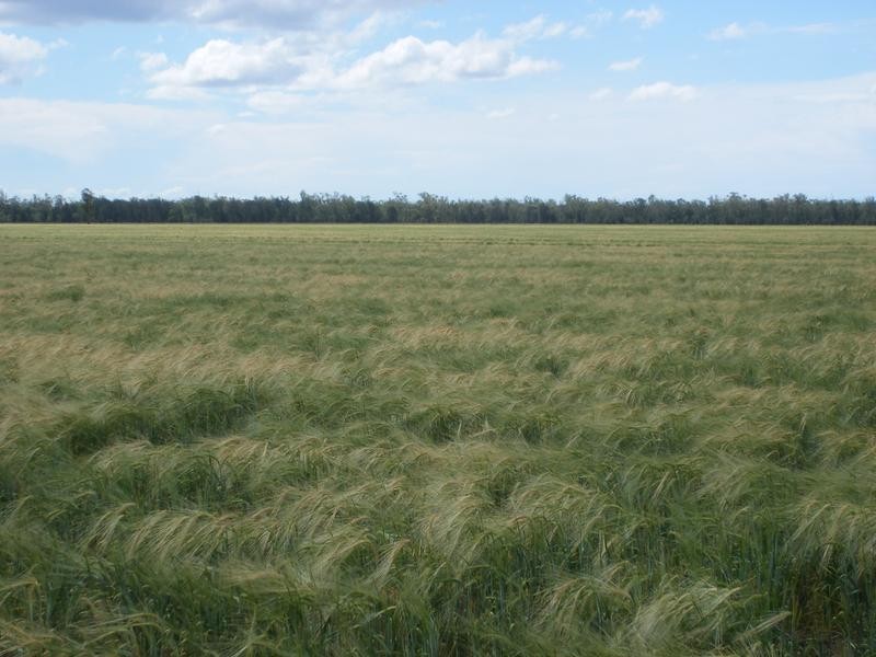1837 Merton Road, Goondiwindi QLD 4390