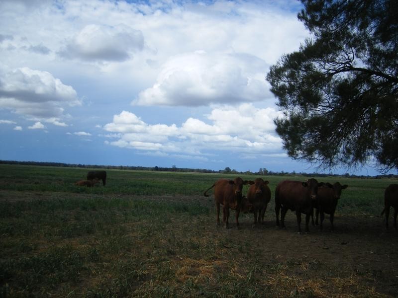 1837 Merton Road, Goondiwindi QLD 4390