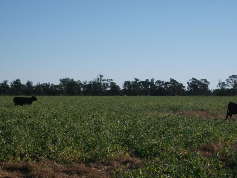 Goondiwindi QLD 4390