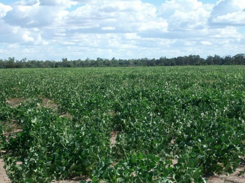 Goondiwindi QLD 4390