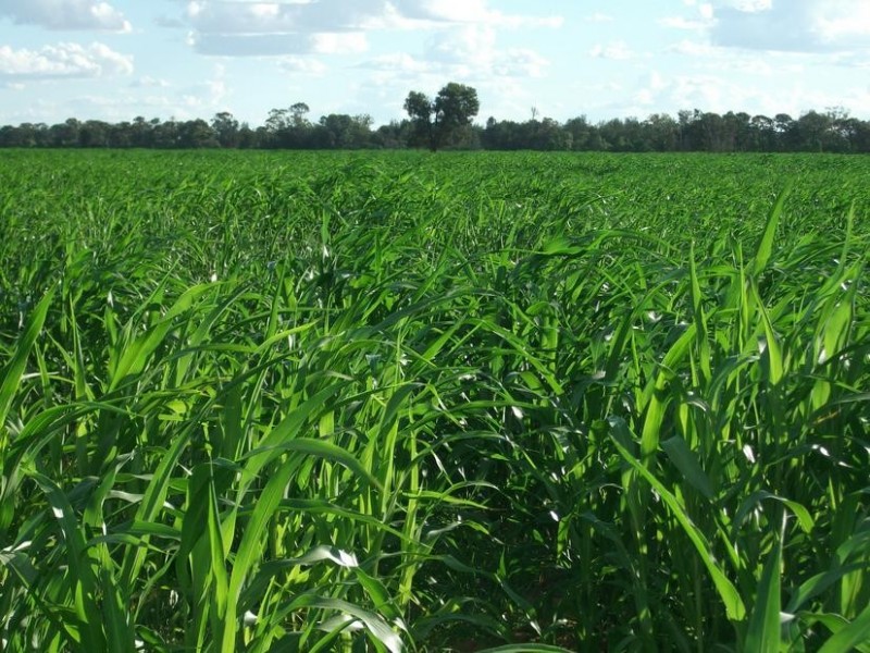 Goondiwindi QLD 4390