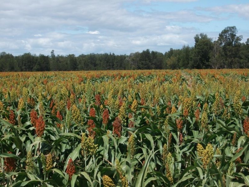 Goondiwindi QLD 4390