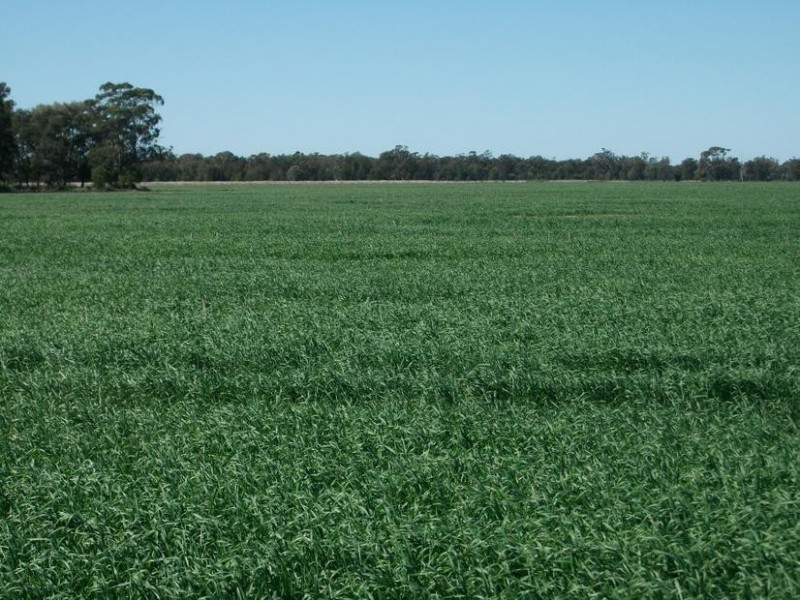 Goondiwindi QLD 4390