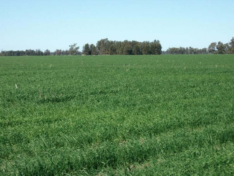 Goondiwindi QLD 4390