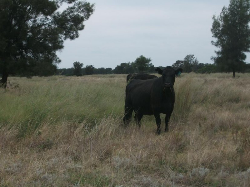 Goondiwindi QLD 4390