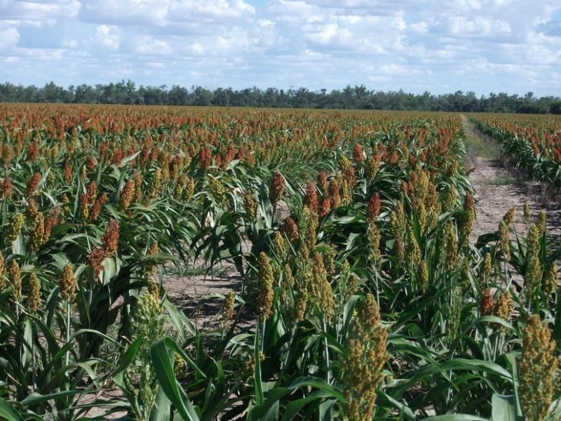 Goondiwindi QLD 4390