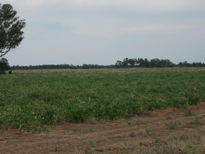 Goondiwindi QLD 4390