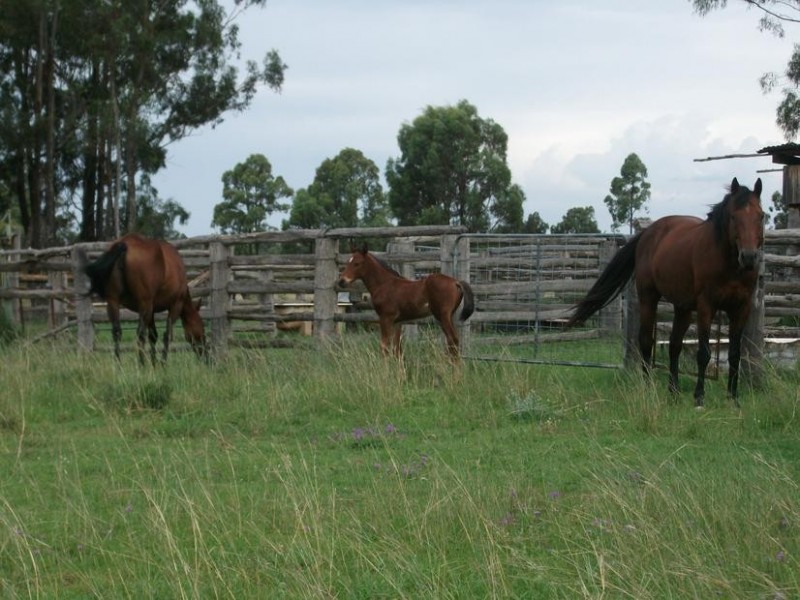 Lot 4,  Borella – Magee Rd, Beebo QLD 4385