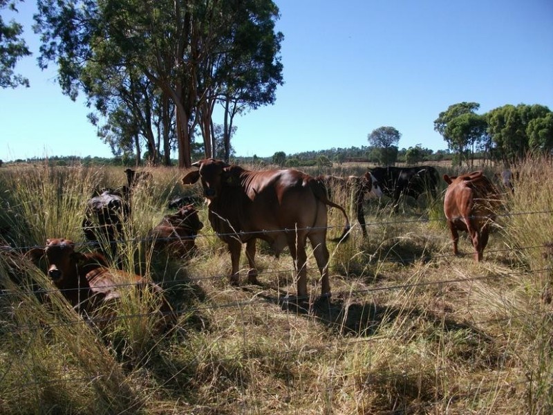 8 Warialda – Yetman Rd, Coolatai NSW 2402
