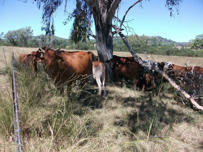 8 Warialda – Yetman Rd, Coolatai NSW 2402