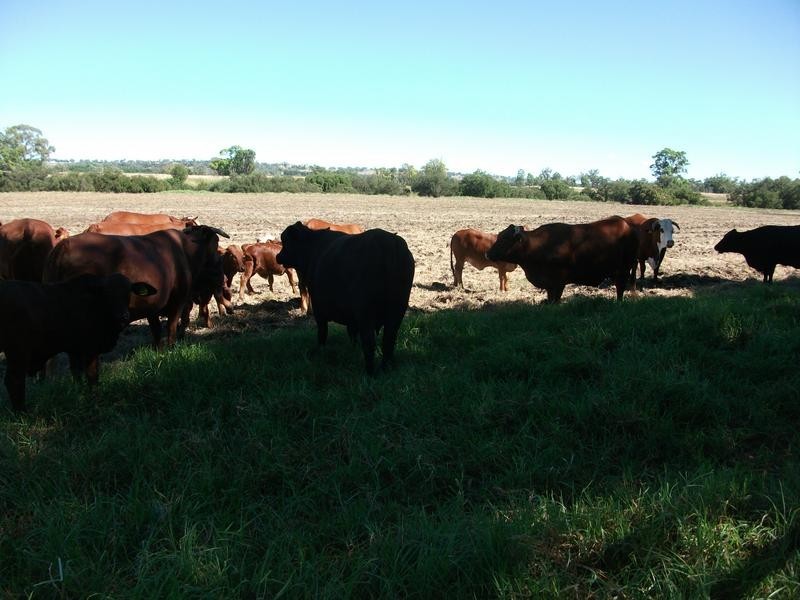 8 Warialda – Yetman Rd, Coolatai NSW 2402