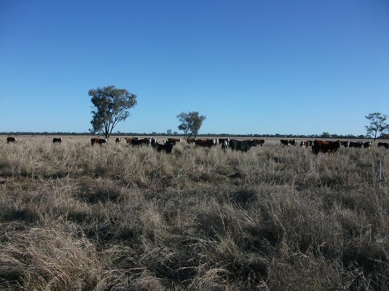 Goondiwindi QLD 4390